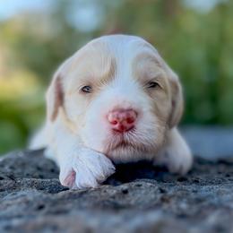 Louis Vuitton - Cream male Goldendoodle puppy in Twin Falls, Idaho from Magic Valley Family Doodles