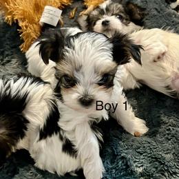 Boy 1 - Black & tan tri-color male Morkie puppy in Ocala, Florida from Hummingbird Fields