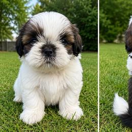 Nick - Tricolor male Shih Tzu puppy in Pennsylvania from Luxe Shih Tzu Boutique