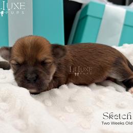 Sketch - Gold male Morkie puppy in Scottsdale, Arizona from Lil Luxe Pups