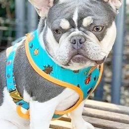 French Bulldogs from The Frenchie Lovers