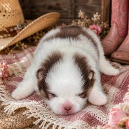 Libby  liberty - Tri-colored female Pomeranian puppy in Fayetteville, North Carolina from Tar-heel Poms