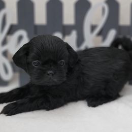 Ted AKC Champion Bloodline - Black Shih Tzu puppy in Kings Mountain, North Carolina from Britany's Shih Tzus