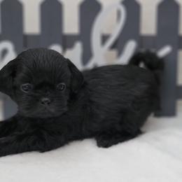 Ted AKC Champion Bloodline - Black Shih Tzu puppy in Kings Mountain, North Carolina from Britany's Shih Tzus