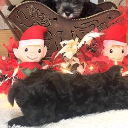 Miniature Schnauzer Puppies from Texas Schnauzers