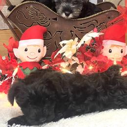 Miniature Schnauzer Puppies from Texas Schnauzers