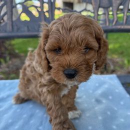 Rustle - Apricot male Cavapoo puppy in Mona, Utah from Hearts Full of Puppies