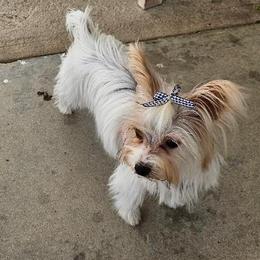 Yorkshire Terriers from Linda Hjelm