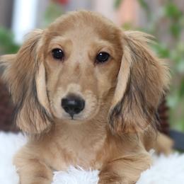 Wyatt - Cream male Dachshund puppy in Azle, Texas from American Dachshunds