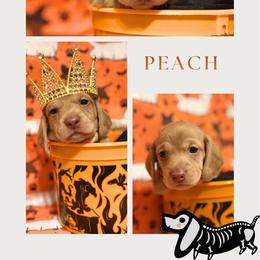 Peach - Cream female Dachshund puppy in Saint Paul, Minnesota from Vibrant Eyes Doxies