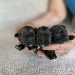 Blue girl 2 - Blue female Shih Tzu puppy in Newark, Ohio from Gemini Kennels