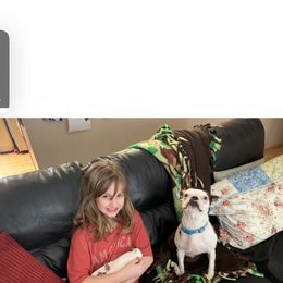 Boston Terrier All Grown Up from Borealis Family Bostons