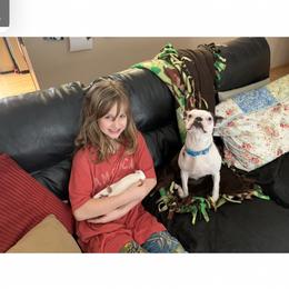 Boston Terrier All Grown Up from Borealis Family Bostons