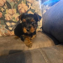Zoey (Turquoise) - Black and tan female Yorkshire Terrier puppy in Fayetteville, Tennessee from Mina's Yorkies