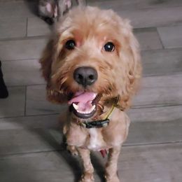 Simbah - Cockapoo