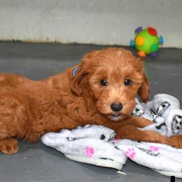Nash - Red  male Goldendoodle puppy in Jasper, Indiana from Hilltop Pups LLC