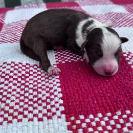Baby Ruth - Red tri-color female Australian Shepherd puppy in Laotto, Indiana from Circle B working Aussies