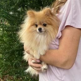 Sunny - Orange male Pomeranian puppy in Citrus Heights, California from Yev and Marina's Pomeranians (AKC)