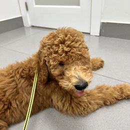 Goldendoodle puppies from Goldendoodles Of Naples