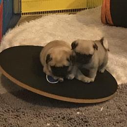 Pug Puppies from Pickwick Pugs