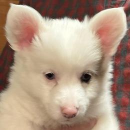 Maisie - White and fawn female Pembroke Welsh Corgi puppy in Lima, New York from Hickory Springs Corgis