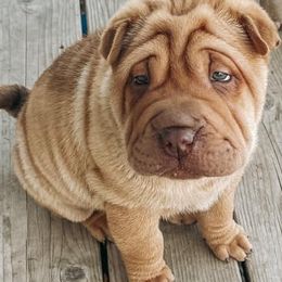 Chinese Shar-Pei from Badlands Shar Pei