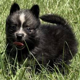 Girl 2 - Gray and white female Pomsky puppy in Tennessee from Hudson’s Huskies & Pomskies