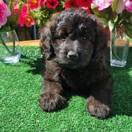 Dragonfly - Black female Goldendoodle puppy in Beecher, Illinois from Erica’s Doodles