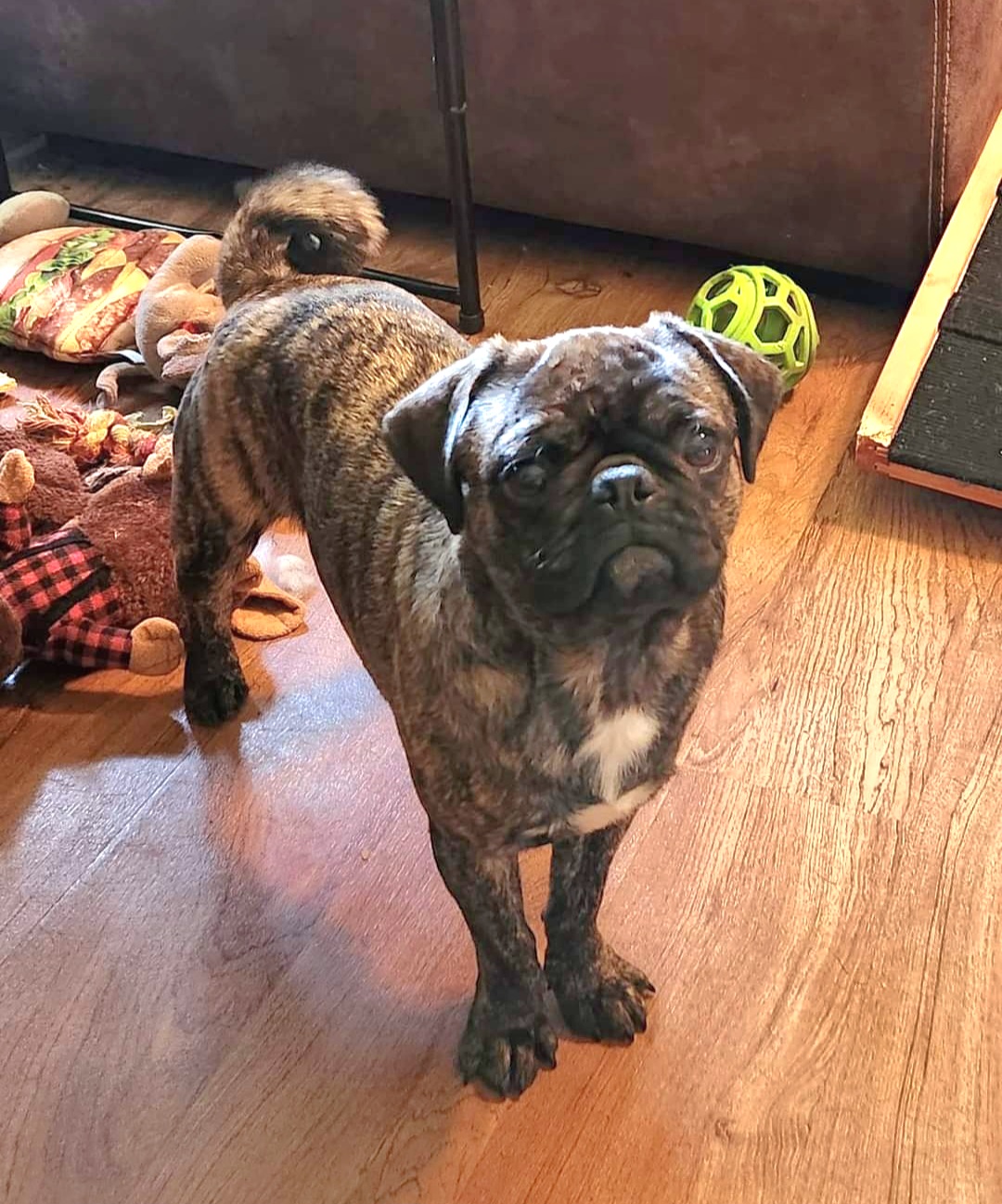 Rocco - Pug
