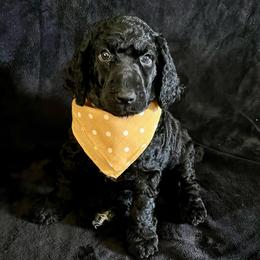 Klaus (Red Collar) - Black male Poodle puppy in Austin, Texas from Haylee’s Pups & Paws