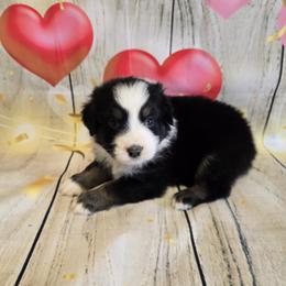 Boy 4 - Red merle male Australian Shepherd puppy in Lakeland, Florida from Diamond P Australian Shepherds
