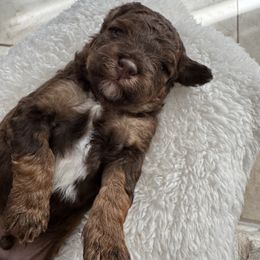 Bernedoodle and Poodle Puppies from Orange Blossom Poodles & Doodles