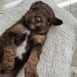 Bernedoodle and Poodle Puppies from Orange Blossom Poodles & Doodles