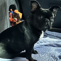 Daisy - French Bulldog