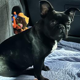 Daisy - French Bulldog