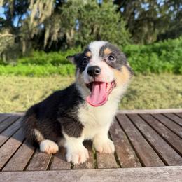 Biscuit (Financing Available) - Black and white male American Corgi puppy in Inverness, Florida from Canaan Farm Corgis