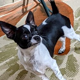 Desire - Chihuahua
