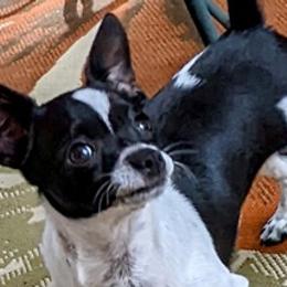 Desire - Chihuahua