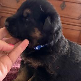 Blue boy - Black and tan male German Shepherd puppy in Sumerduck, Virginia from He Reigns