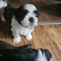 Boy 1 - Black and white male Shih Tzu puppy in Little Falls, Minnesota from Tough Shih