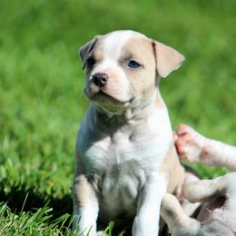 Girl 7 - Blue fawn female American Staffordshire Terrier puppy in Kewaskum, Wisconsin from Heritage AmStaffs
