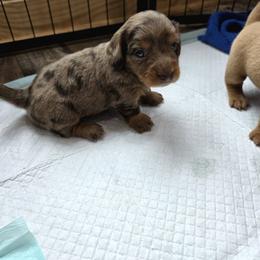 River - Dapple female Dachshund puppy in Farmerville, Louisiana from Hancock House of Basset Hounds & Mini Dachshunds