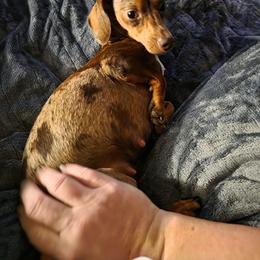 Dolly - Dachshund