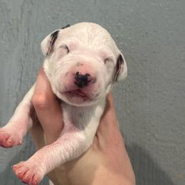 Payday - White and black male Dalmatian puppy in Austin, Texas from Dazzling Dalz