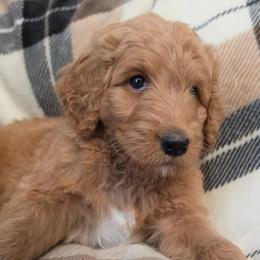 Captain EO - Red male Labradoodle puppy in Lansing, North Carolina from Murphy Manor Mountain Doodles