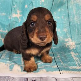 Peter (black collar) - Chocolate and tan male Dachshund puppy in Anaconda, Montana from Williams Family Dachshunds