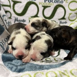 German Shepherd Puppies from Pocono GSD