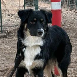 Atlas - Australian Shepherd