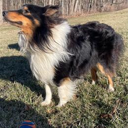 Bentley - Shetland Sheepdog