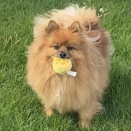 Ma Petite - Pomeranian